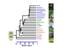 A simplified phylogenetic tree of the kingdom Plantae (credit: Peter Ulvskov)