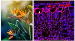 Bird of Paradise (Strelitzia reginae) is one of the species examined by the researchers. To the right: Microscope image of cell walls in leaf tissue. Credit: Getty Images / figure 5 in the scientific article in Plant, Cell & Environment