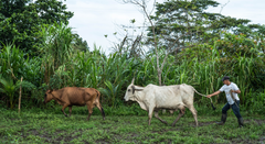 Græsning roteres i lille landbrug i Colombia.
