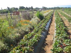 Polyculture strawberry field lined by a flower strip.