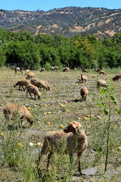 Sheep cleaning up an old crop field. After the harvest farmers send the sheep to help clean up remaining crops, consume weeds, and fertilize.