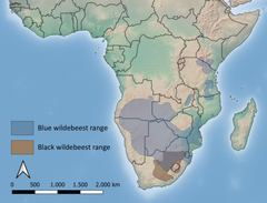 Kort over den nuværende udbredelse af de to gnu-arter, almindelig gnu (blue wildebeest) og hvidhalet gnu (black wildebeest),  baseret på IUCN’s data. Kort: Laura D. Bertola.