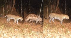 Fotos fra kamerafælder i Udzungwa. Fra venstre: hunleopard, hyæne og hanleopard.