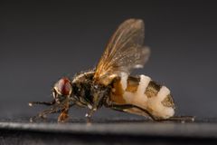 Fly infected by fungus (credit: Filippo Castellucci)