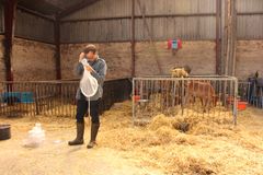 Henrik De Fine Licht collecting flies in a cattle barn (credit: Anja Wynns)