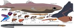 It’s hard to picture just how small some of the world’s smallest vertebrates are, but comparing them to standard household objects sometimes helps. Here, a BIC pen dwarfs many of the smallest frogs, fishes, salamanders, lizards, birds, and mammals. Each of these animals has, in essence, all of the same senses and organs of their much larger relatives and ancestors, squeezed into a tiny package. Illustrations: Mark D. Scherz