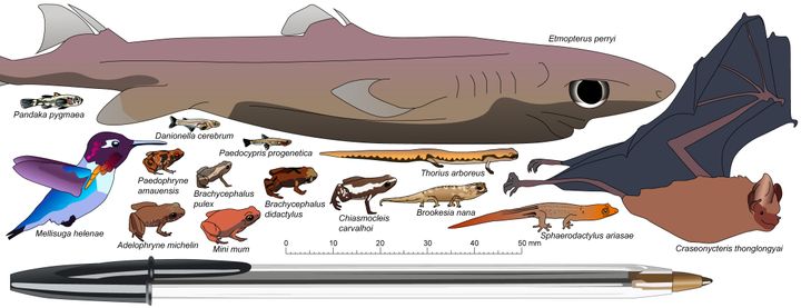 It’s hard to picture just how small some of the world’s smallest vertebrates are, but comparing them to standard household objects sometimes helps. Here, a BIC pen dwarfs many of the smallest frogs, fishes, salamanders, lizards, birds, and mammals. Each of these animals has, in essence, all of the same senses and organs of their much larger relatives and ancestors, squeezed into a tiny package. Illustrations: Mark D. Scherz