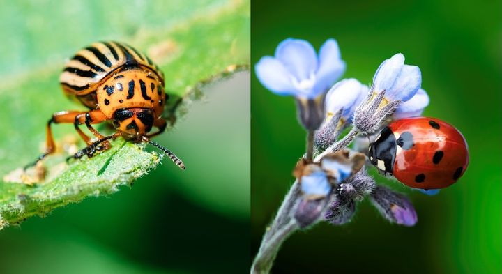 Colorado potato beetle (left) and ladybird (right) are both beetles in crops. But is only the colorado beetle sensitive to the new biotechnological pesticides? Defining similarities and differences in species sensitivity to the new types of pesticides is one of the goals of the new research center ENSAFE.