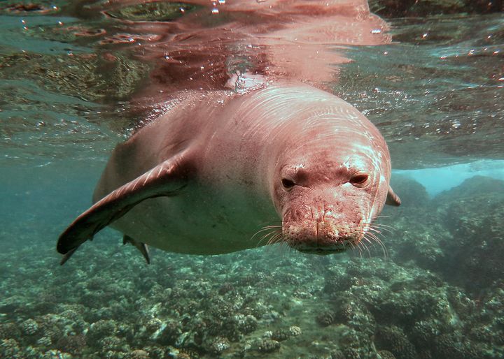 Ved hjælp af AI overvåger Jeppe H. Rasmussen hawaiianske munkesæler, som er faretruende tæt på at uddø med kun 1400 sæler tilbage i hele verden. Foto: Getty