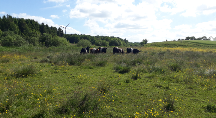 Grazing animals significantly helps biodiversity in restored wetlands.