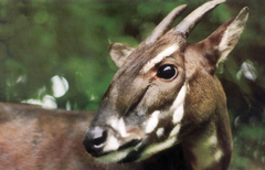 The rare and endangered saola (Pseudoryx nghetinhensis) has not been seen in the wild since 2013. ©Toon Fey/WWF
