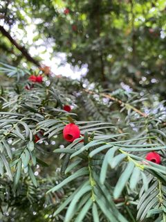 Taxol dannes naturligt i takstræet Taxus brevifolia (foto: Feiyan Liang, Københavns Universitet)