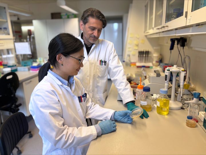 Feiyan Liang and Sotirios Kampranis examining the yeast strains used to produce Taxol (Credit: Yao-Tao Duan, University of Copenhagen)