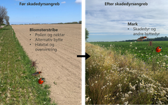 Dynamik mellem skadedyr og naturlige fjender i blomsterstriben og i marken. Tidligt på sæsonen kan de naturlige fjender leve af ressourcer tilgængelige i blomsterstriben, og senere kan de flytte ud i marken, når skadedyr og andre byttedyr er til stede (illustration: Nika Jachowicz)