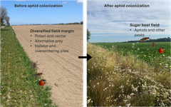 Dynamics between pests and natural enemies in the flower strip and the field. Early in the season, natural enemies can feed on resources available in the flower strip, and later they can move into the field when pests and other prey are present (illustration: Nika Jachowicz)