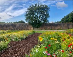Blanding af blomster, Natural Botanical Gardens i Wales