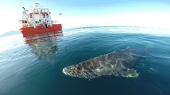 Grønlandshaj på ca. 2,5 m fanget sat fri fra Grønlands Naturinstitut's forskningsskib RV Sanna i området omkring Uummannaq o NV Grønland. Foto: Julius Nielsen