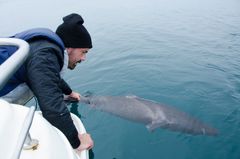 Lille grønlandshaj på ca. 120 cm fra Vågsfjorden i Nordnorge, der sættes fri med et mærke, så den kan genkendes ved eventuel genfangst. Foto: Martin Nielsen