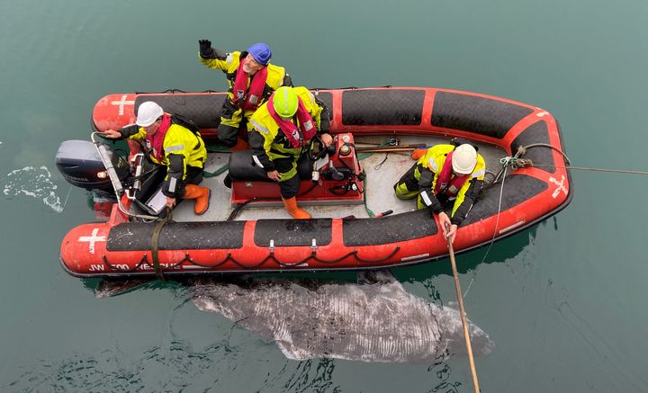 5 meter lang gummibåd og ca. 4 meter lang Grønlandshaj-hun fanget på langline i nærheden af Narsaq.