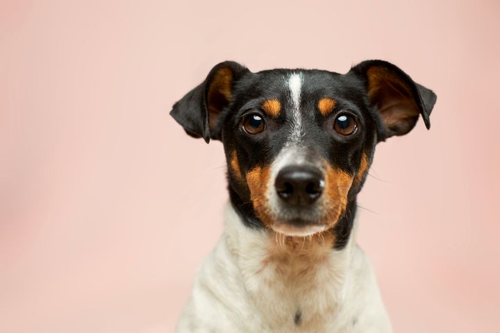 Hunde spiller en vigtig rolle i mange menneskers liv i Danmark.