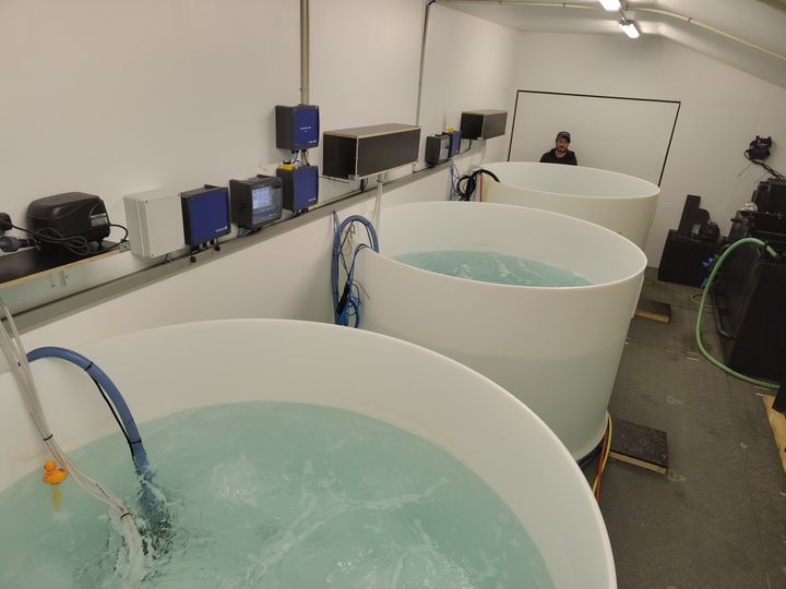 Forskere fra Roskilde Universitet bidrager til konkret erhvervsudvikling på Bornholm, som skal sikre, at der i de kommende år kan leveres friske varmtvandsrejer til danske forbrugere.