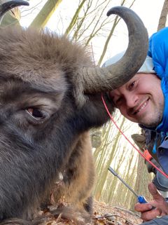 Rasmus W. Havmøller mounting the GPS tracker on a bison