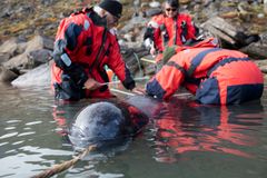 researchers attaching a tag on a narwhale