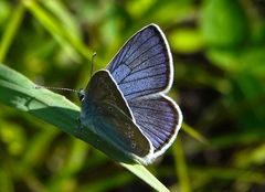 Engblåfugl (Cyaniris semiargus)