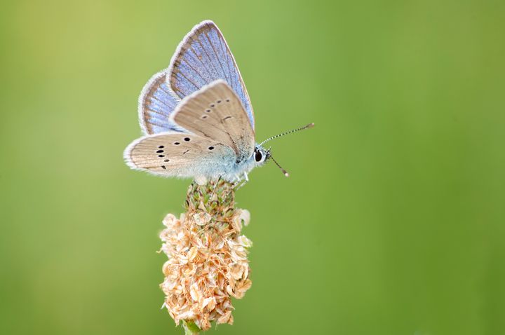 Mazarine blue (Cyaniris semiargus)