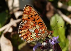 The pearl-bordered fritillary (Boloria euphrosyne)