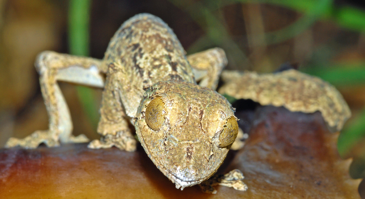 Uroplatus Garamaso. Foto: Jörn Köhler