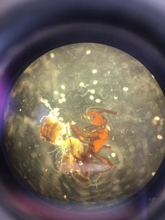 Dissected ant and where you can see the encapsulated parasites (white oval structures) spilling out of the hind body. Photo: Brian Lund Fredensborg