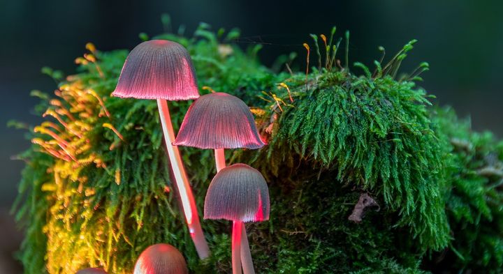 Mycena can be recognized by their beenie-shaped mushroom caps - here it is mycena haematopus. Photo: Getty