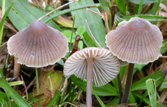 Mycena leptocephala. Photo: Arne Aronsen