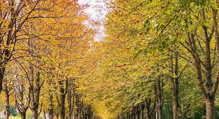 "Vores forskning viser, at stofskiftet hos dyr, som ellers ikke påvirkes af årstiderne, varierer i forhold til mængden af dagslys. Det påvirkede deres kropsvægt, fedtprocent og mængden af fedt i leveren," siger forsker bag nyt studie. Foto: Unsplash.