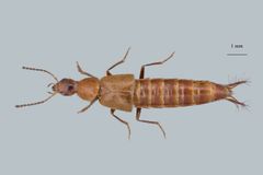 Image of the new species dedicated to the Carlsberg Foundation, Loncovilius carlsbergi
