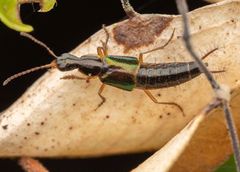 Loncovilius edwardsianus crawling in the leaf litter in the Valdivian Temperate Rainforest of Chiloé, Los Lagos, Chile