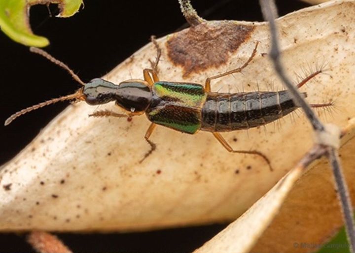 Loncovilius edwardsianus crawling in the leaf litter in the Valdivian Temperate Rainforest of Chiloé, Los Lagos, Chile