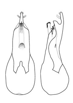 Drawing of the male genitalia of Loncovilius carlsbergi, which in lateral view looks like a bottle opener