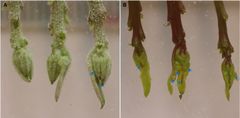 Juicy shoots of the quinoa plant are covered with small bladders (left). To the right is a mutant plant completely free of bladder cells. Blue arrows point to thrips – small insects that are serious pests and by which the mutant is attacked more severely