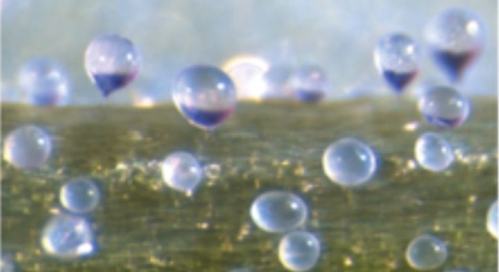 The bladders, with which the surfaces of many quinoa varieties are completely covered, look like small balloons on a stem