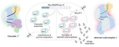Illustration af RNA Anti-Crisprs (Racrs) i en bakterie.