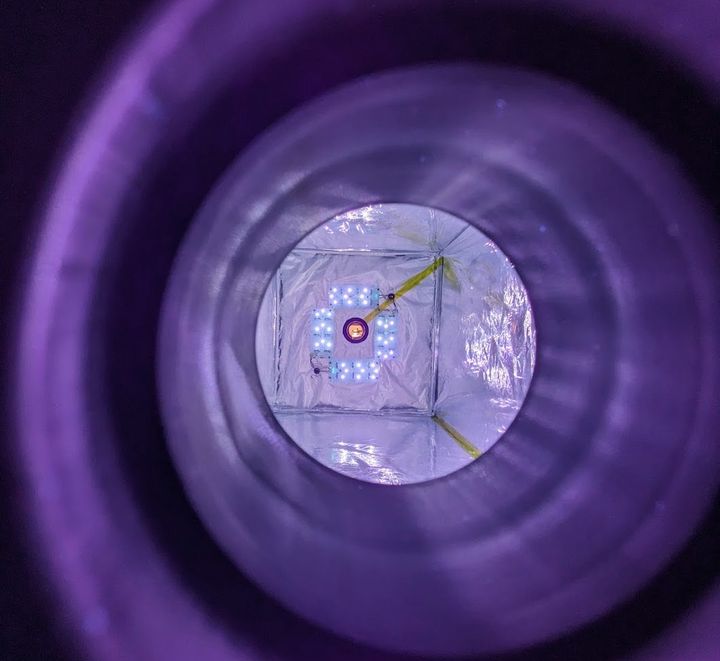 Et kig ind i MEPS-reaktoren (Methane Eradication Photochemical System), som forskerne har bygget. Her dannes kloratomer ved hjælp af UV-lys og reagerer med metangas som derefter nedbrydes 100 millioner gange hurtigere end ude i naturen. Foto: Morten Krogsbøll.