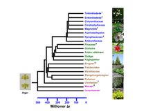 Et simplificeret fylogenetisk stamtræ over planteriget, der viser landplanternes evolution fra ferskvandsalger, som gik på land for ca. 500 millioner år siden, og frem til de højere planter vi kender fra naturen i dag