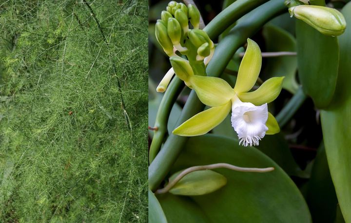 Asparagus plant (Asparagus officinalis) and vanilla orchid (Vanilla planifolia). Credit: Wikimedia Commons / Getty Images