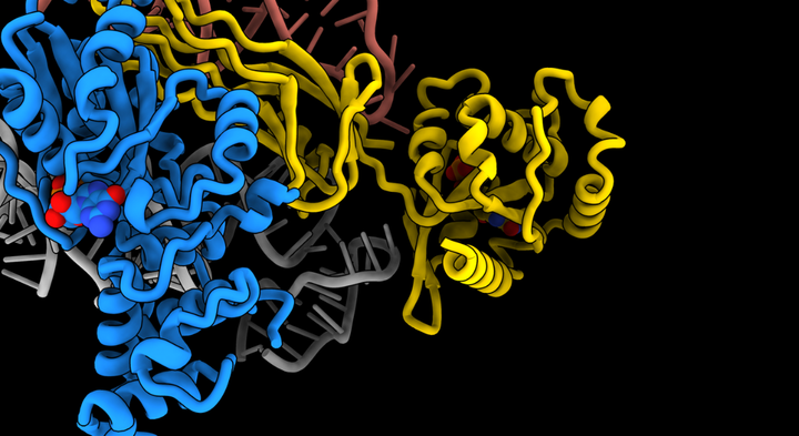 Eva Kummer og hendes kollegaer er lykkedes med at lave en 3D-model af en del af vores celler, ribosomet, der er højst 350 nanometer. Grafik: Eva Kummer.