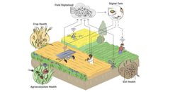 Illustration of the holitic approach including modern tech and ecological understanding