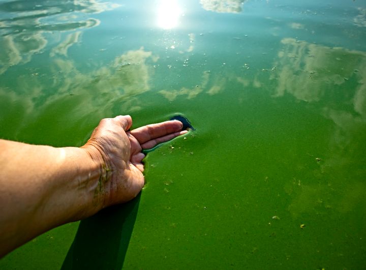 Cyanobacteria, also known as blue-green algae