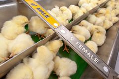 Newly hatched chicks sorted by gender