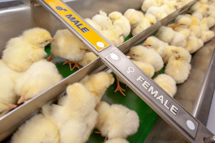 Newly hatched chicks sorted by gender